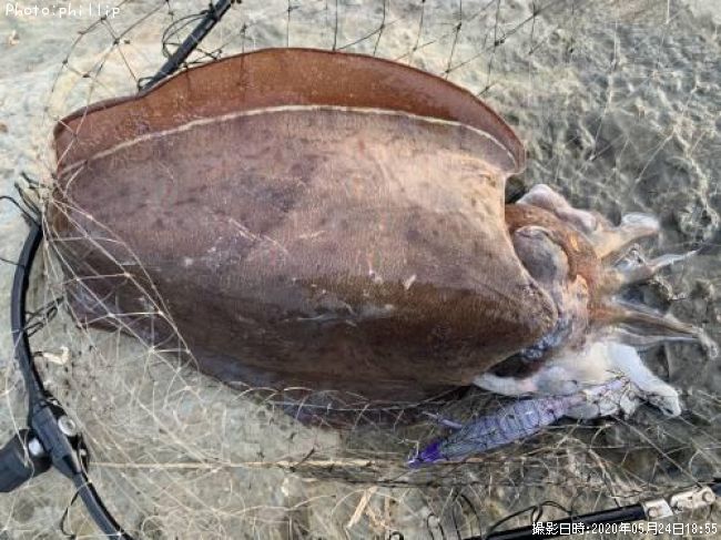 ��󥴥�����