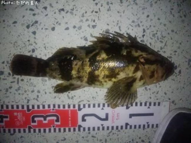 �٥å�������