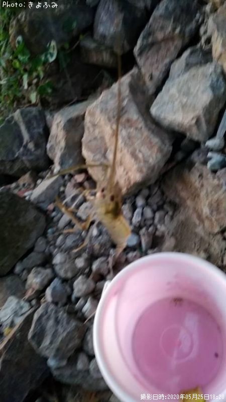 �ƥʥ�����