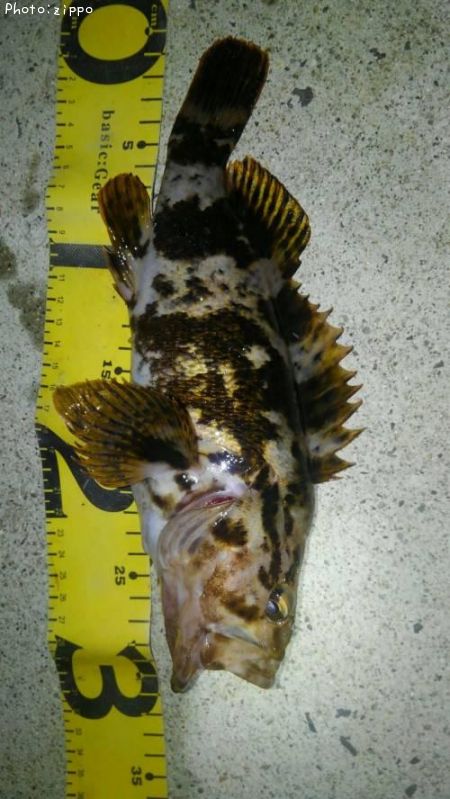 �����Υ���Х�