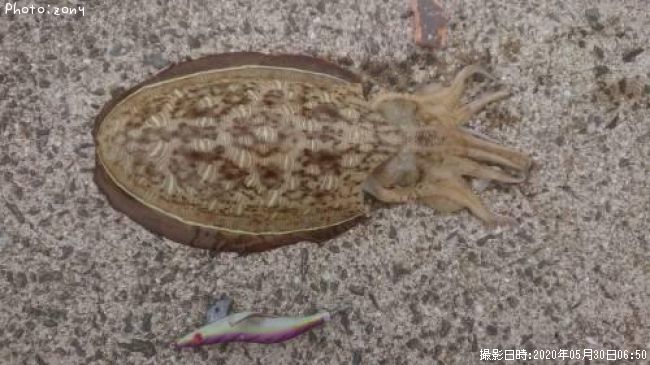 ��󥴥�����