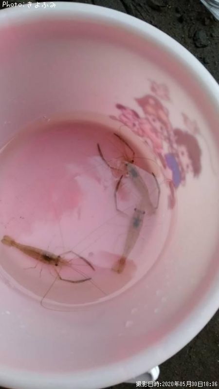 �ƥʥ�����