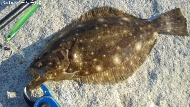 �ҥ��ʥ�����