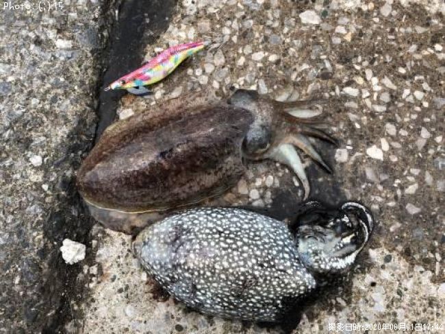 ��󥴥�������䥱����