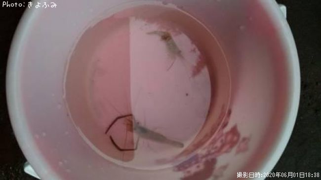 �ƥʥ�����