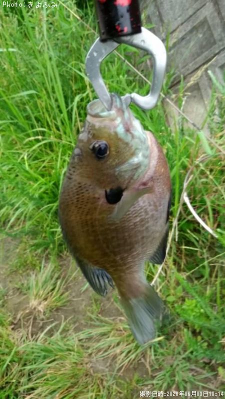 �֥롼����