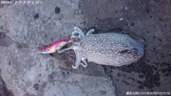 ����䥱����