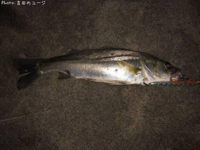 �����Х�