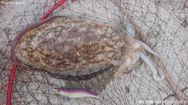 ��󥴥�����