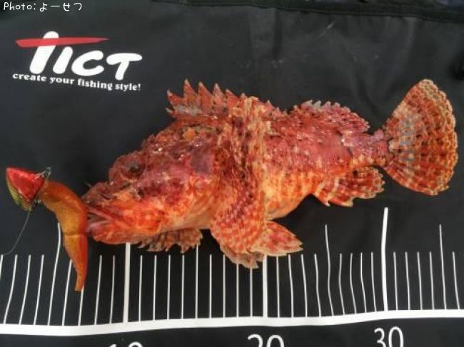 ���˥�����