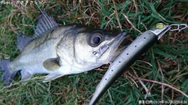 �����Х����參��