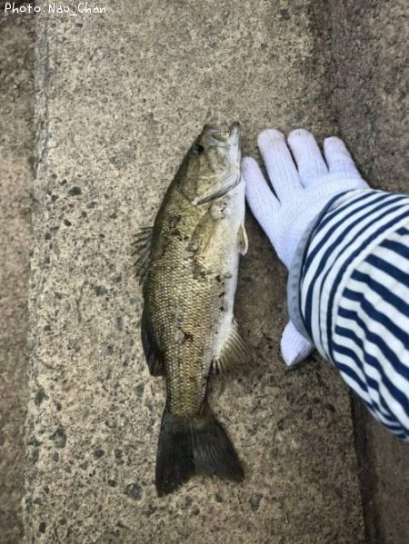 ���⡼��ޥ����Х�