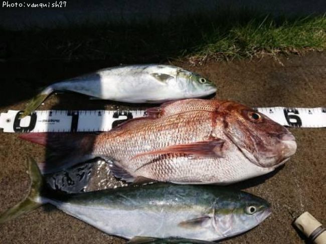 ��������ʥ�