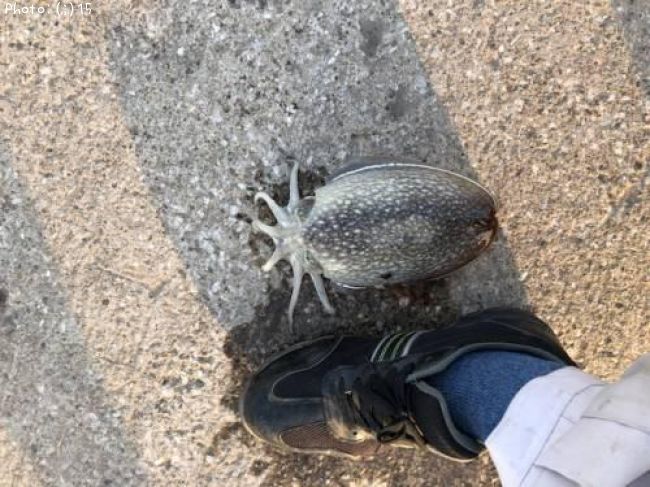 ����䥱���ޥ���