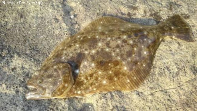 �ҥ��ʥ�����