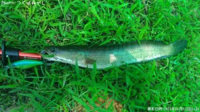 ��̳����ʥ��ȥ饤�ץ��͡����إåɡ�