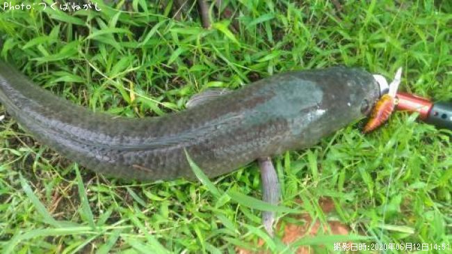 ��̳����ʥ��ȥ饤�ץ��͡����إåɡ�