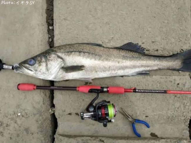 �����Х�