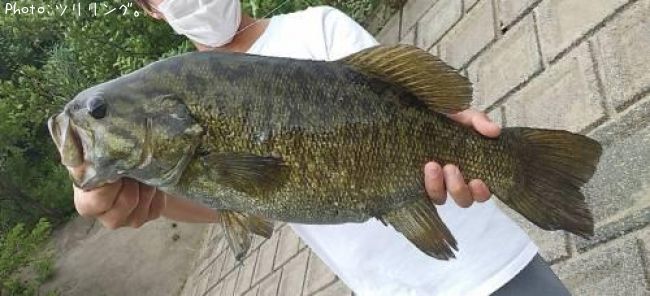 ���⡼��ޥ����Х�