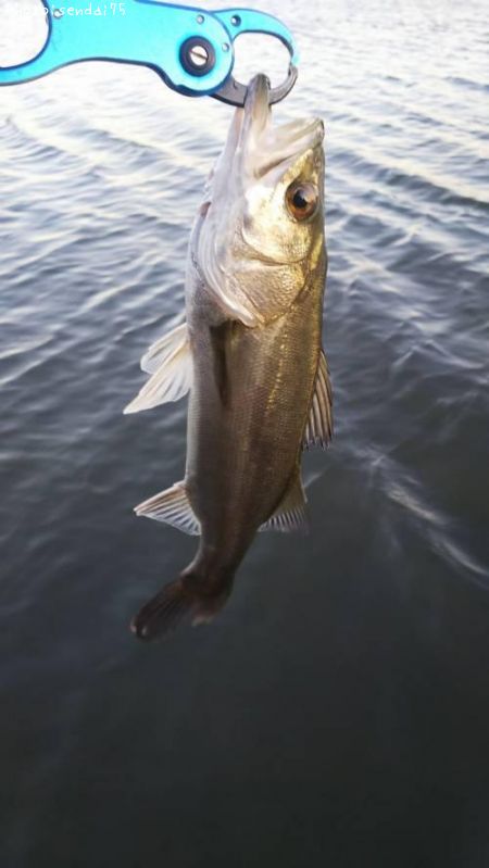 �����Х�