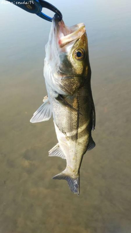 �����Х�