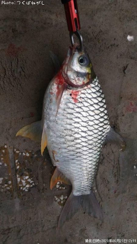 ��̳����ʥ��������ե���Х�֡�