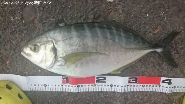 ���ޥ���