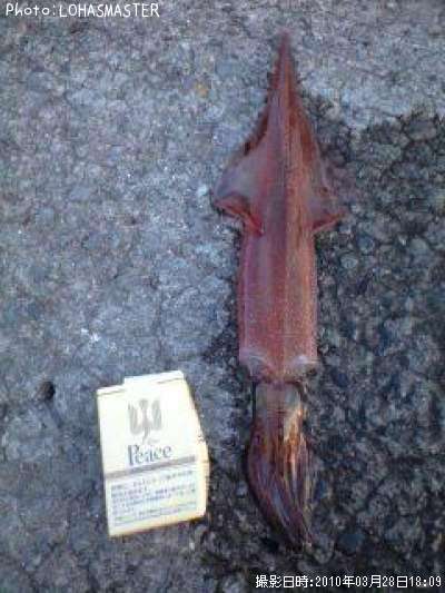 ����ᥤ��