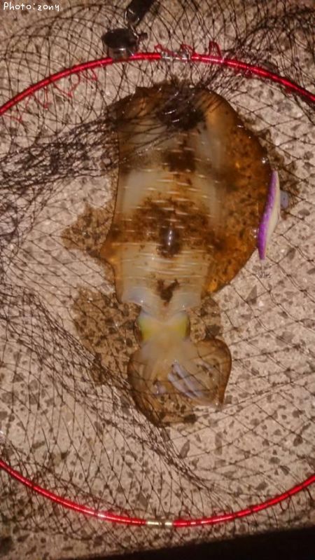 �����ꥤ��