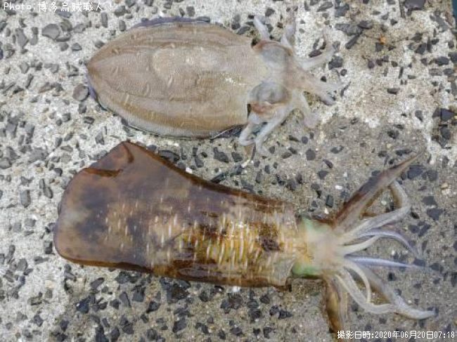 �����ꥤ�������ߥʥꥤ��