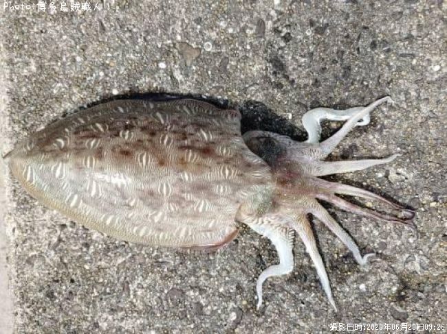 ���ߥʥꥤ��