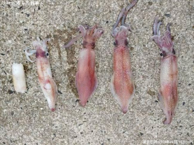 ���󥵥�����