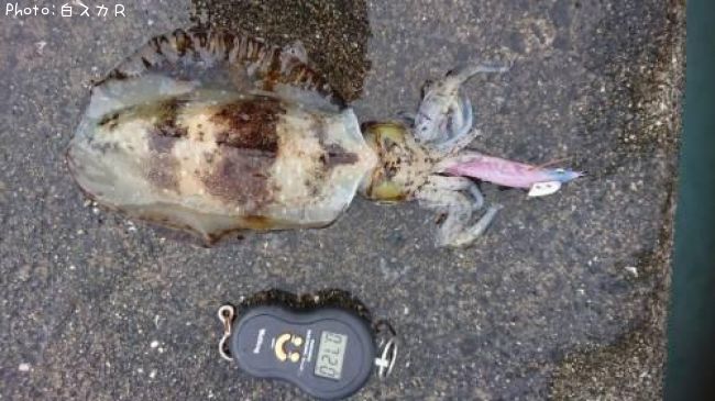 �����ꥤ��