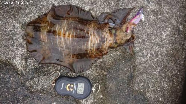 �����ꥤ��