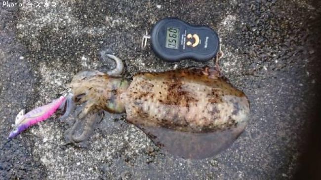 �����ꥤ��