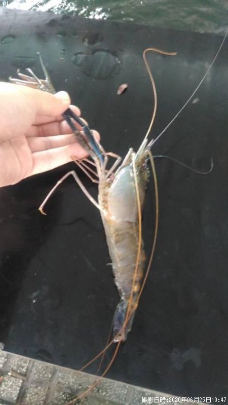 ��̳����ʥ��˥ƥʥ����ӡ�