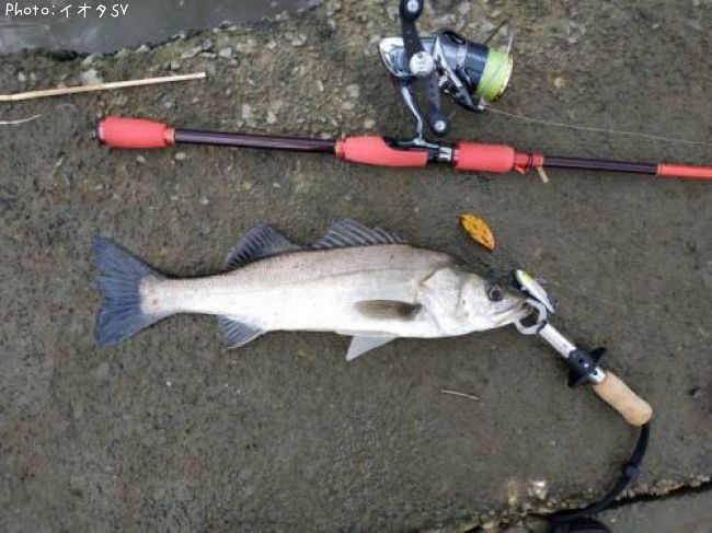 �����Х�