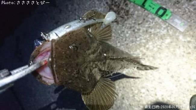 �ޥ������勵�ꥬ��
