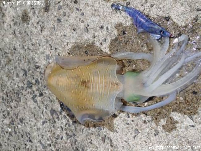 �����ꥤ��