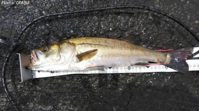 �����Х�