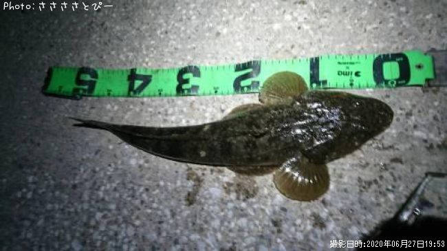 �ޥ������勵�ꥬ��