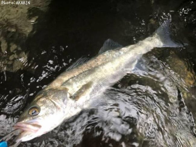 �����Х�