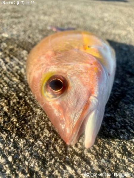 ���ӥ��ʥ����ڥ����ե�������