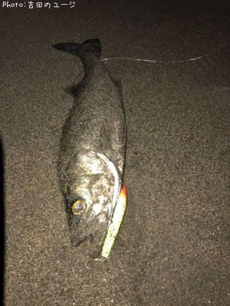 �����Х�