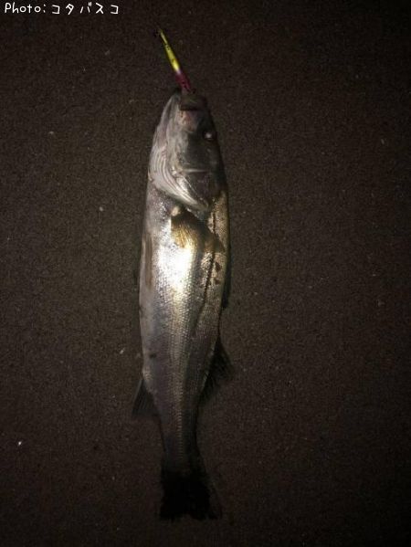 �����Х�