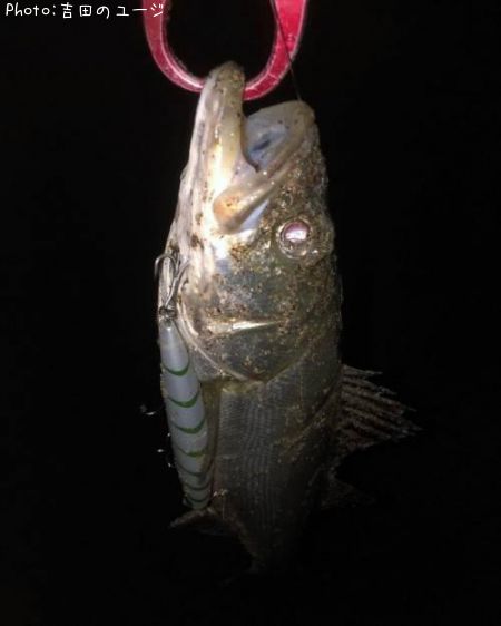 �����Х�