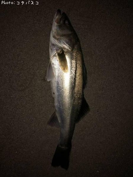 �����Х�