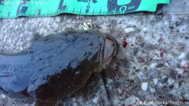 �ޥ������勵�ꥬ��