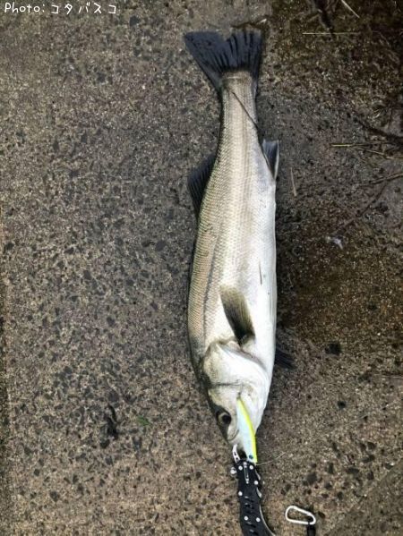 �����Х�