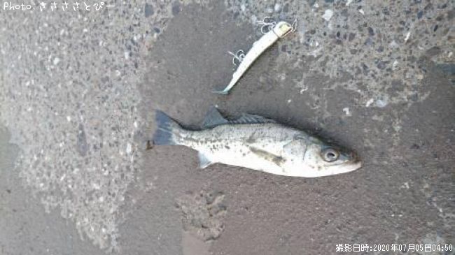 �����Х�